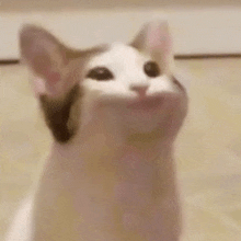 Yorum GIF'i