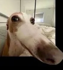 Yorum fotoğrafı