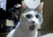 Yorum GIF'i