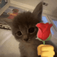 Yorum GIF'i