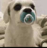 Yorum GIF'i