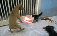 Yorum GIF'i