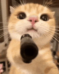 Yorum GIF'i