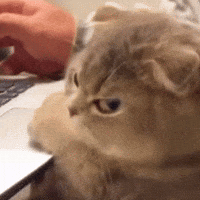 Yorum GIF'i