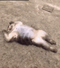 Yorum GIF'i